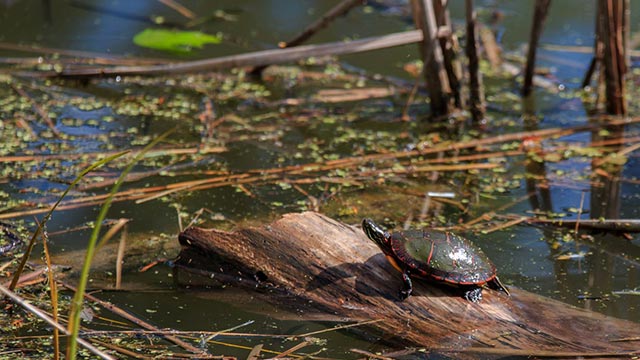 Small turtle on a wooden log in the water.