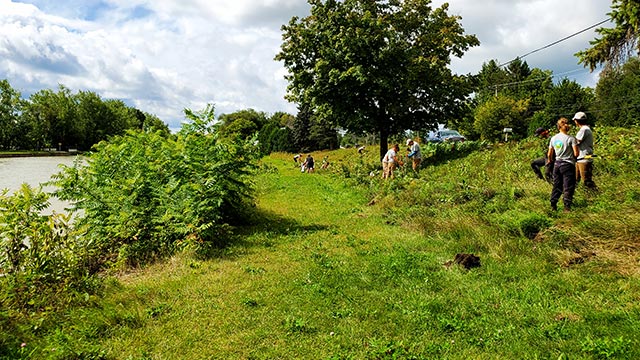 Tree-planting groups.