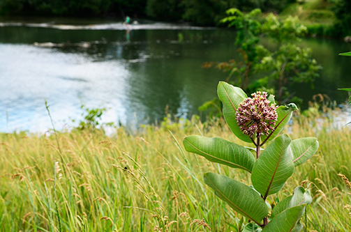 Milkweed