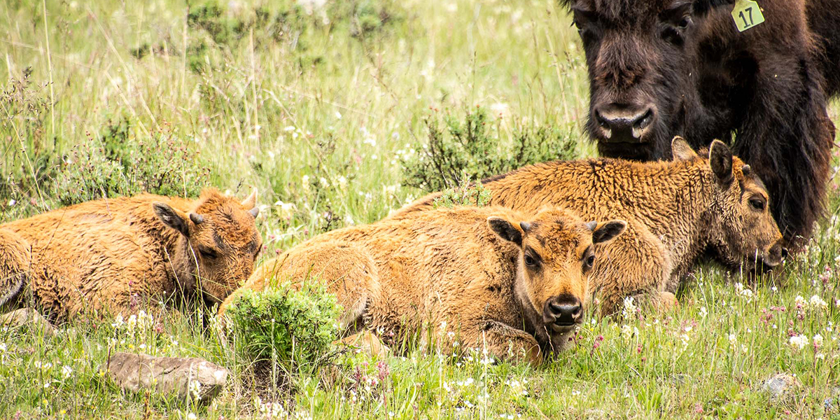 bison calves