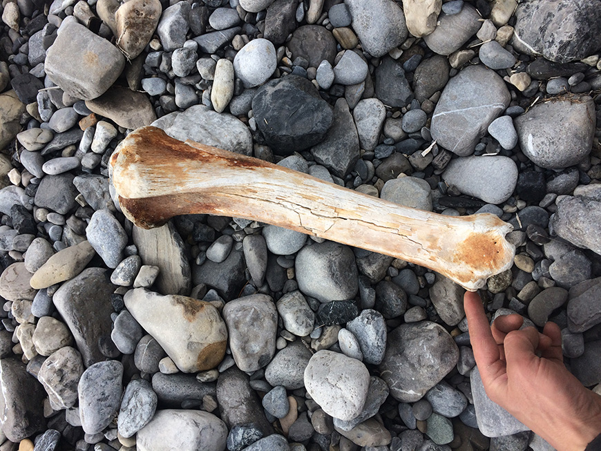 bison bone on river stones 