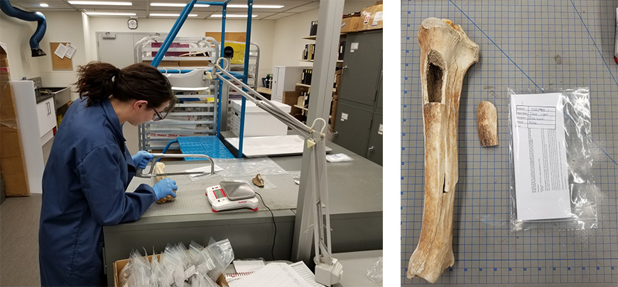 scientist inspecting bison bone 