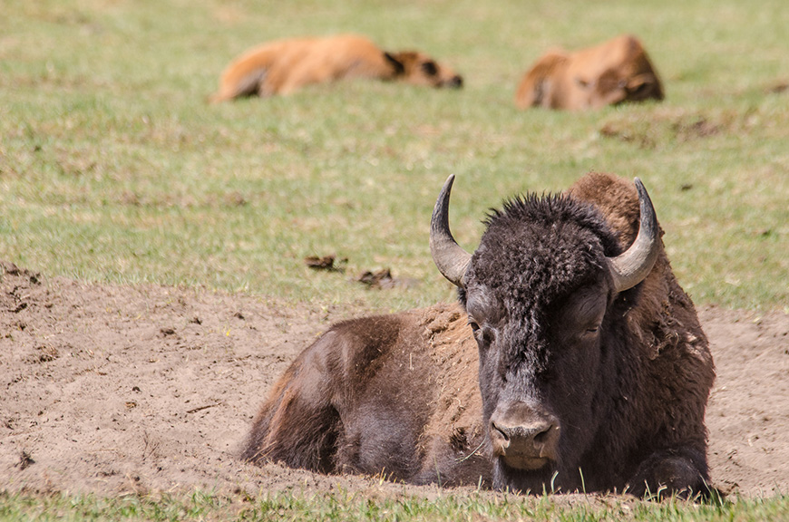 bison laying down in the field 