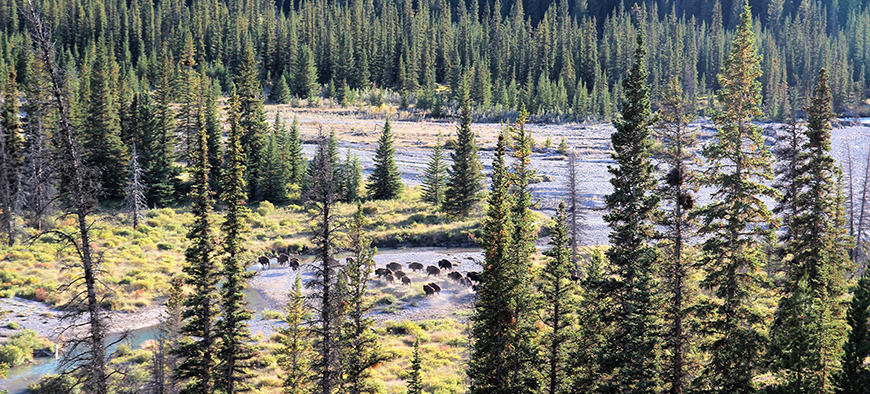 bison laying down in the field 