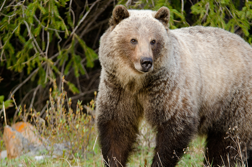 Brown grizzly bear close up