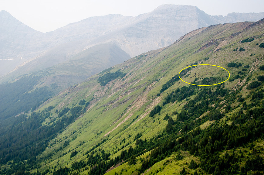 aerial view of bison