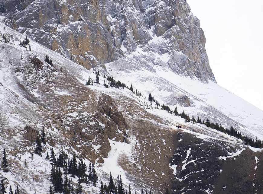 lonely bison on mountain 