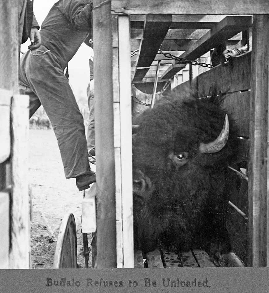 A large bison bull in a narrow wooden cart. Several men hang on the outside of the cart looking in at the bull. 