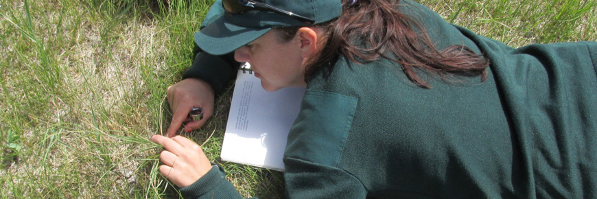 A park employee lays on the ground and looking closely at grass. 