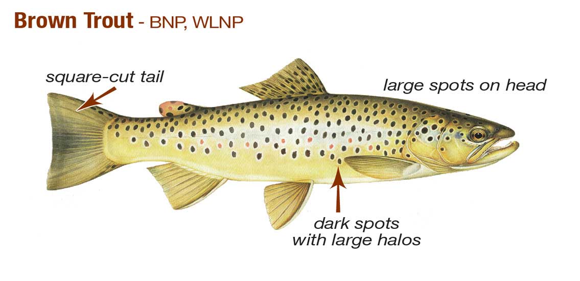 Brown Trout