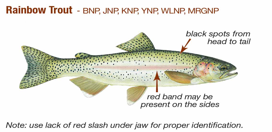 Rainbow Trout