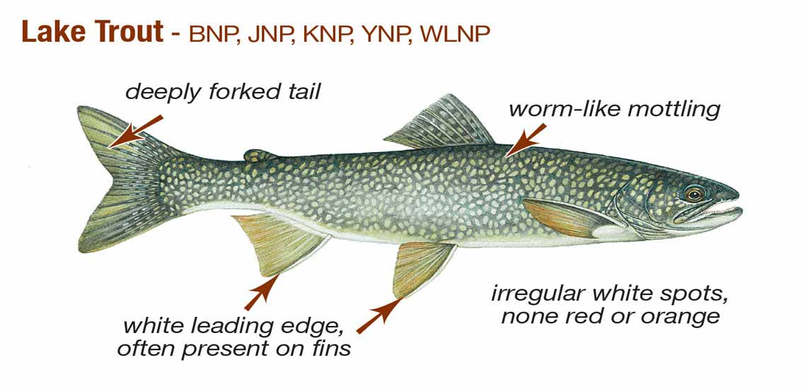 Lake Trout