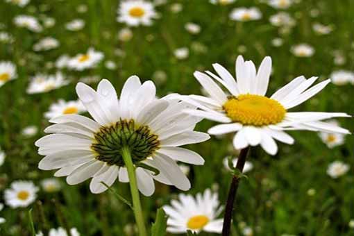 Oxeye daisy 