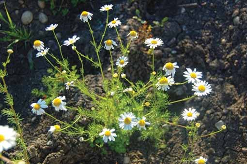 Scentless chamomile