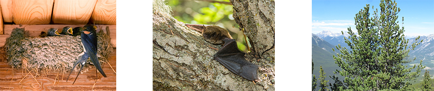 barn swallow nest and little brown bat and white bark pine 