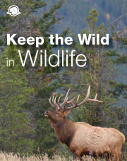 Keep the Wild in Wildlife