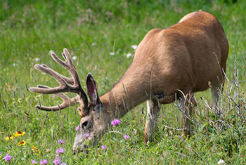 Mule Deer grazing in the wildflowers.