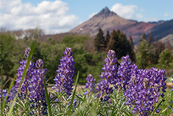 Silky Lupine in full bloom near Pass Creek.