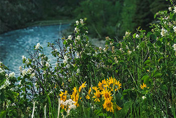 An abundance of wildflowers can be seen in the spring. 