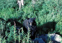 The face of a black bear