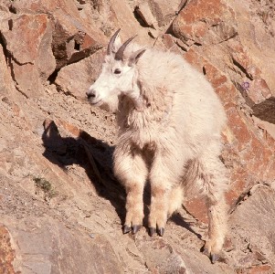 Mountain goat