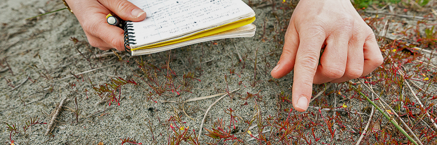 Hand pointing to contorted-pod evening primrose, a small plant with red stems growing on the sand