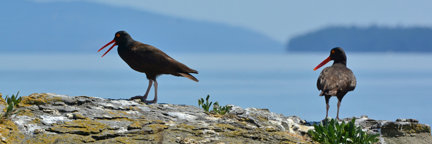 Two black oystercatchers.