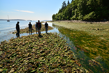 Scientists search for marine species at Fulford Harbour