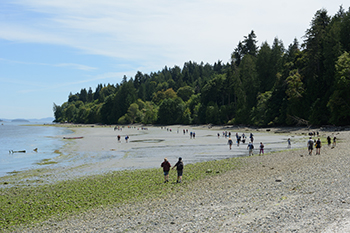 Children and youth walk along beach at Fulford Harbour 