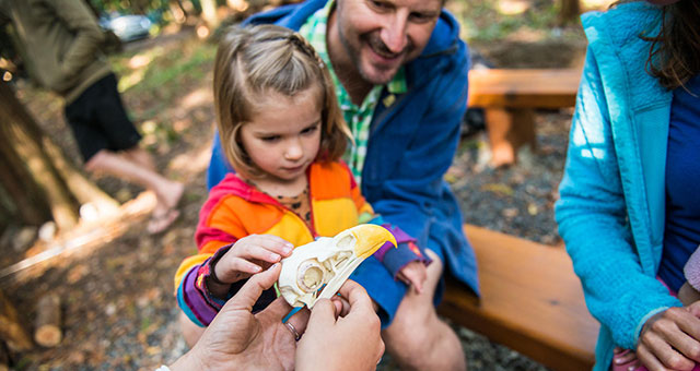 Main d'un interprète de Parcs Canada tenant un crâne d'oiseau et le montrant à un enfant et à son parent.