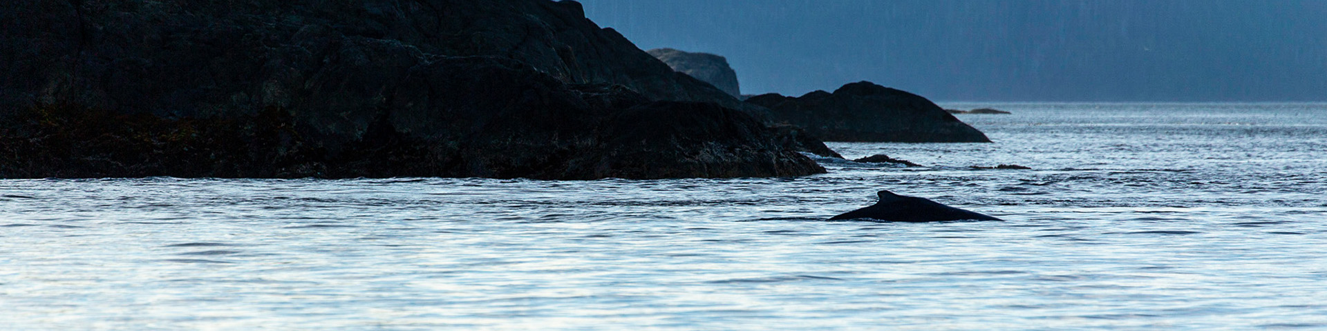 Humpback whale breath