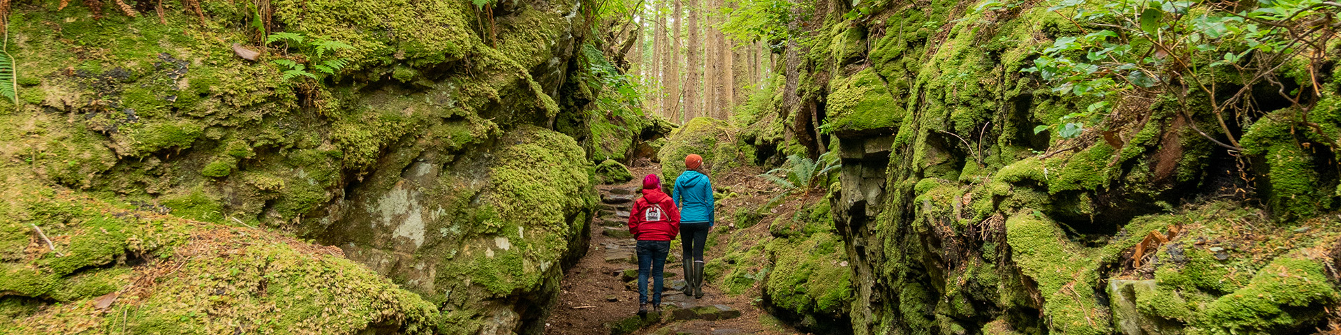 A walk through the forest of SGang Gwaay