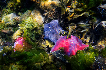 Underwater life in Gwaii Haanas