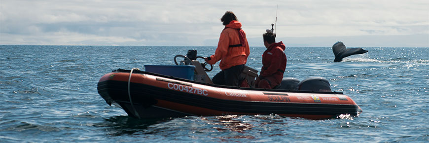  Passengers in a zodiac watch a humpback whale kick its tail