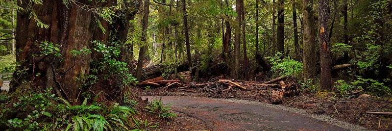 Paved pathway going through forest.