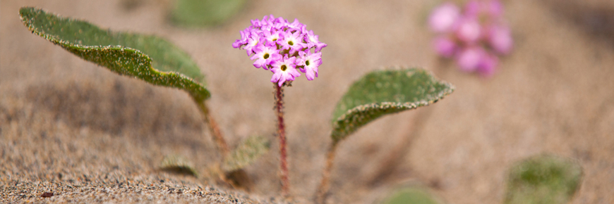 Plants d’abronie rose dans le sable.