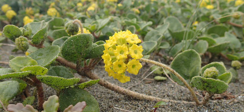 Fleur de l’abronie à feuilles larges sur le sable entourée de ses feuilles vertes.