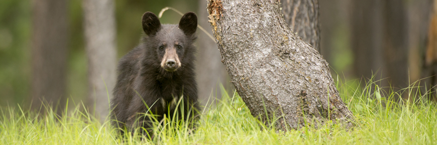 Black bear cub