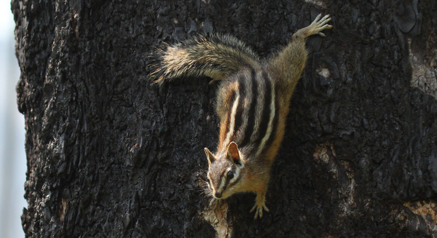 chipmunk sitting on a tree branch