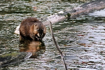 Busy beaver