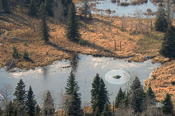 Beaver lodge