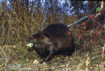 Beaver