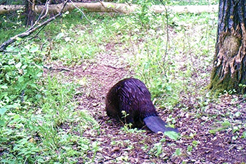 Beaver tail