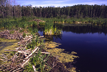 Beaver dam