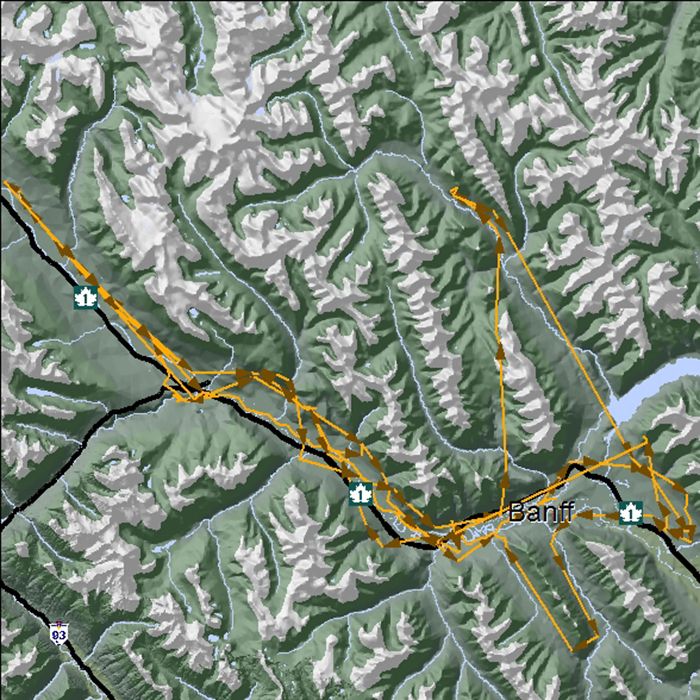 Cette carte montre les déplacements de l’ours no 122 pendant une période d’un mois.