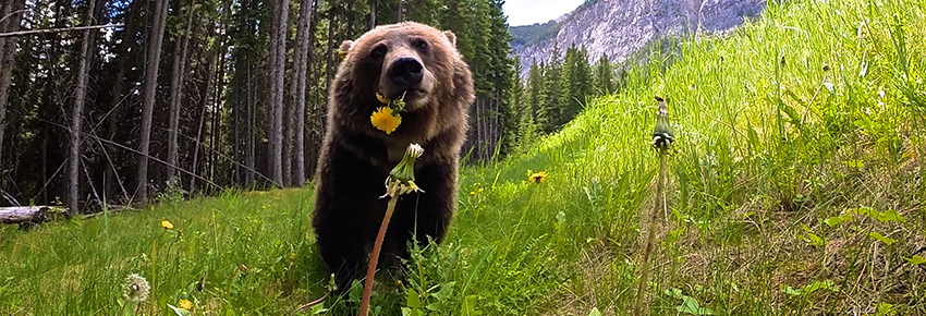 Un ours mange des pissenlits