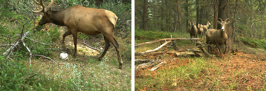 Un wapiti et des mouflons d'Amerique