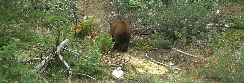 Ours sur un sentier