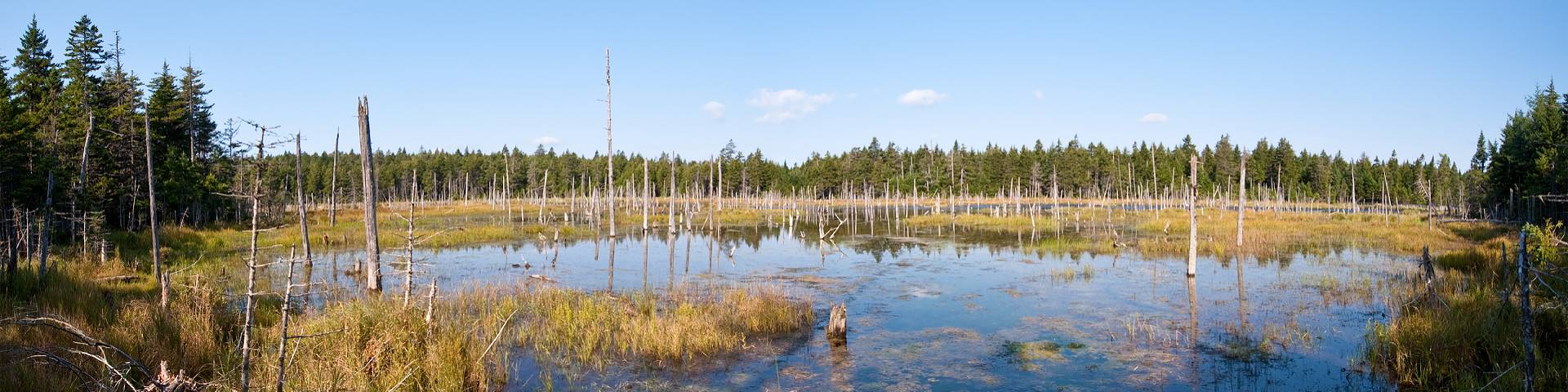 A marsh on a sunny day