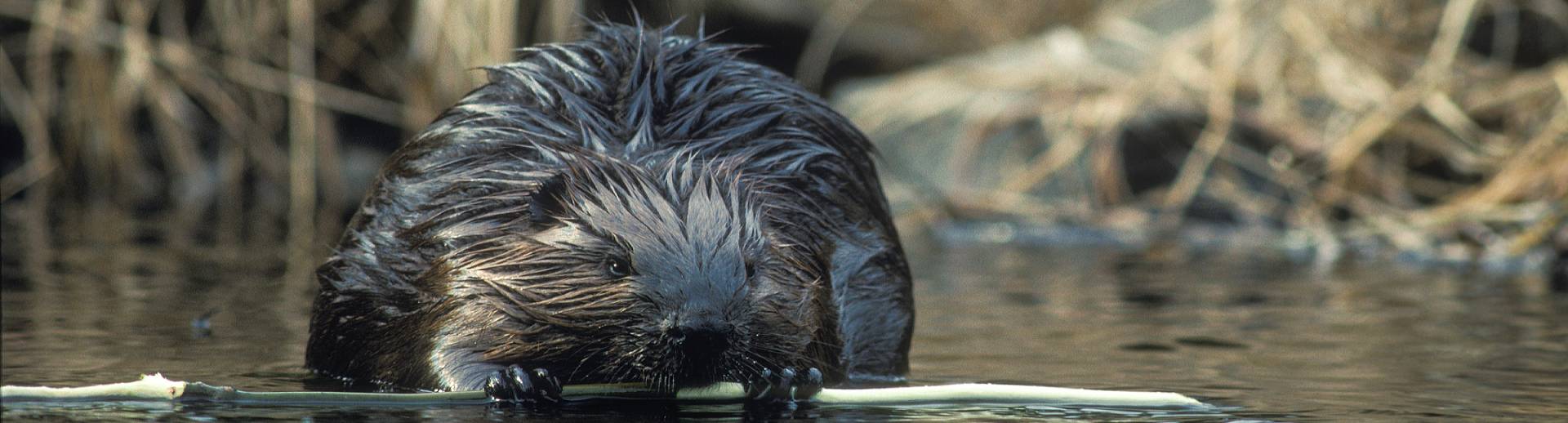 A beaver holding a stick